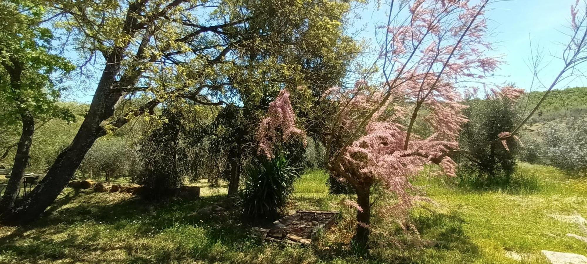 Casa In Maremma Lejlighed Montemerano Eksteriør billede
