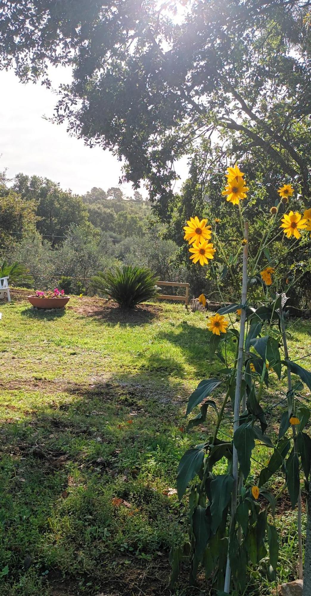 Casa In Maremma Lejlighed Montemerano Eksteriør billede